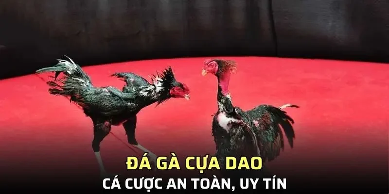 Xem, cá cược đá gà cực dễ dàng với nhà cái uy tín SIN88