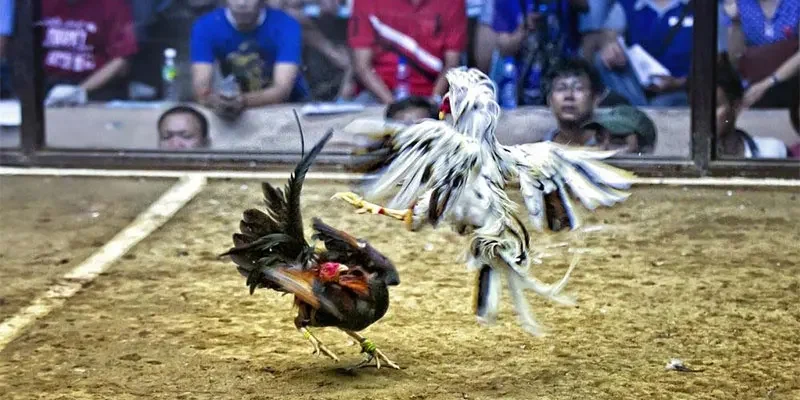 Hãy dùng tiền cược hợp lý