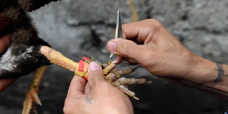 Tổng quan đá gà cựa dao