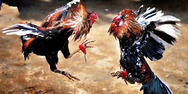 Trải nghiệm đá gà đầy lôi cuốn, kịch tính tại SIN88
