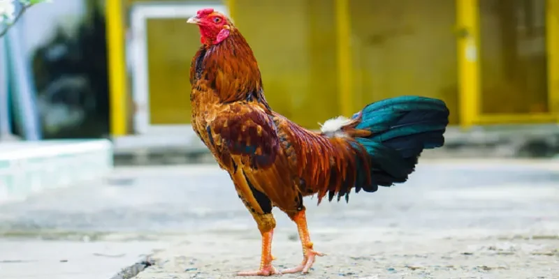 Quan sát thần thái, ngoại hình chiến kê là điều cực kỳ quan trọng trước khi cược